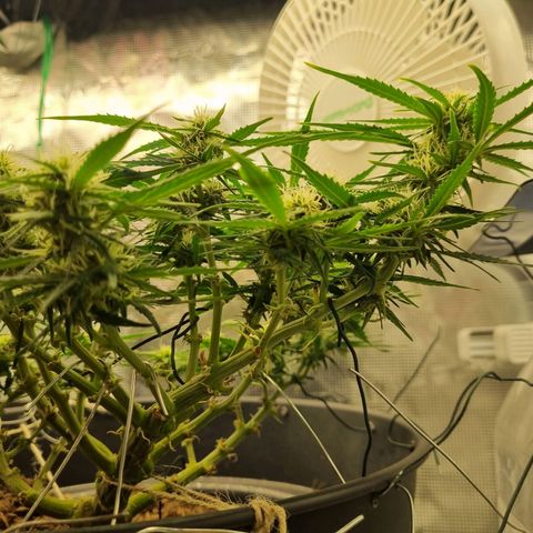Bettii growlog timeline photo