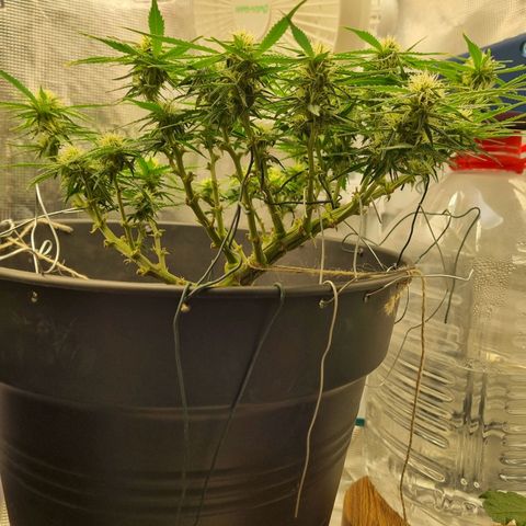 Bettii growlog timeline photo
