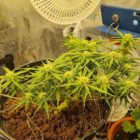 Bettii growlog timeline photo
