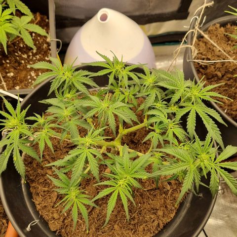 Melissa Bomb growlog timeline photo