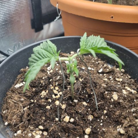 It's Brittney Biscotti Bitch growlog timeline photo