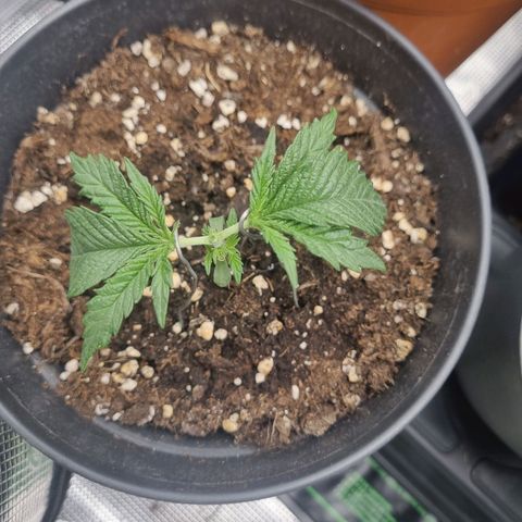 It's Brittney Biscotti Bitch growlog timeline photo