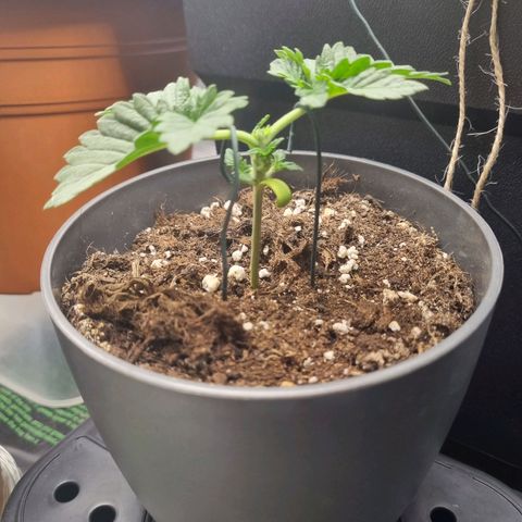 Her name's Bruciepoo growlog timeline photo
