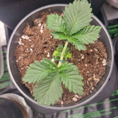 Her name's Bruciepoo growlog timeline photo