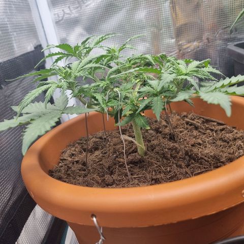 Patricia's Bitch Ass growlog timeline photo