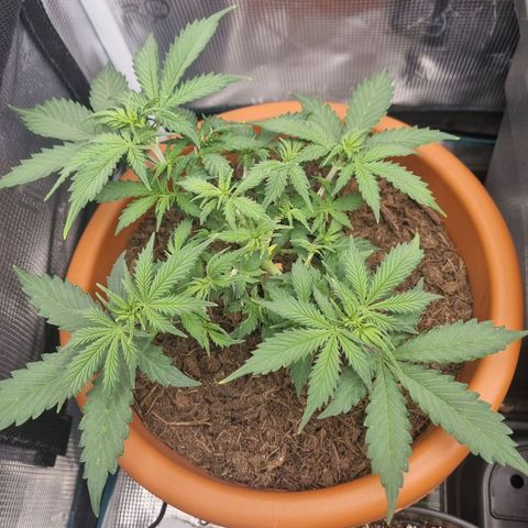 Patricia's Bitch Ass growlog timeline photo