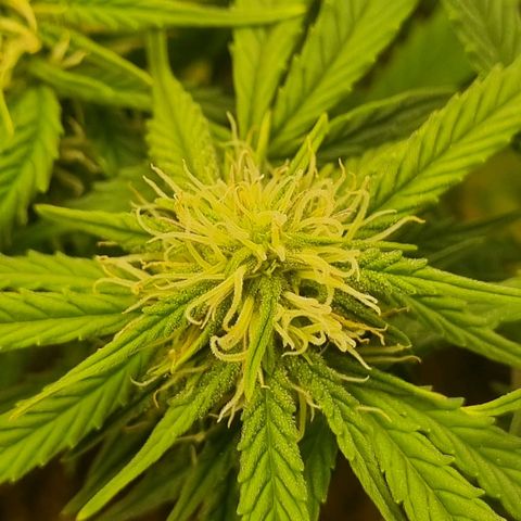 Bettii growlog timeline photo
