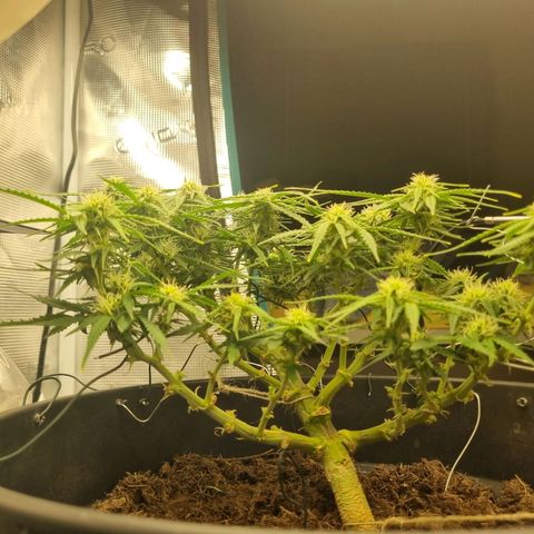 Bettii growlog timeline photo