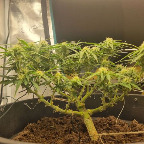 Bettii growlog timeline photo