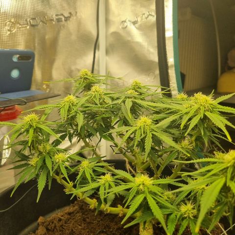 Bettii growlog timeline photo