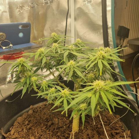 Bettii growlog timeline photo