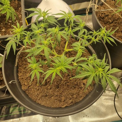 Melissa Bomb growlog timeline photo