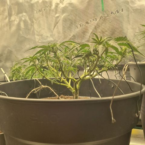 Melissa Bomb growlog timeline photo