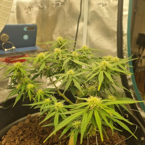 Bettii growlog timeline photo