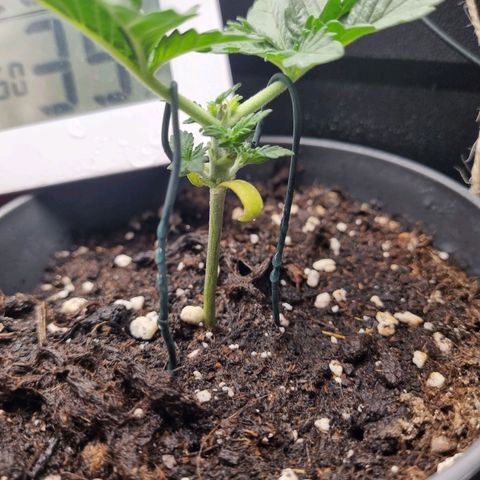 Her name's Bruciepoo growlog timeline photo