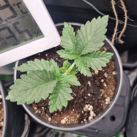 Her name's Bruciepoo growlog timeline photo