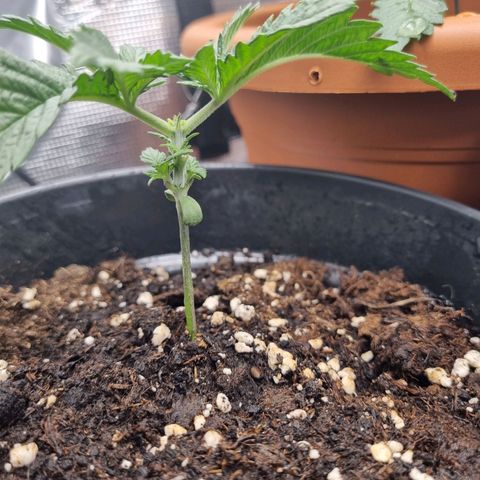 It's Brittney Biscotti Bitch growlog timeline photo