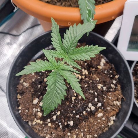 It's Brittney Biscotti Bitch growlog timeline photo