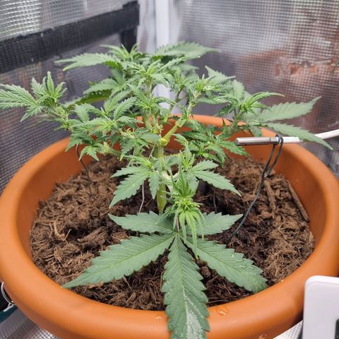 Patricia's Bitch Ass growlog timeline photo