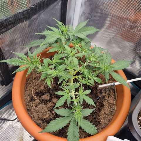 Patricia's Bitch Ass growlog timeline photo