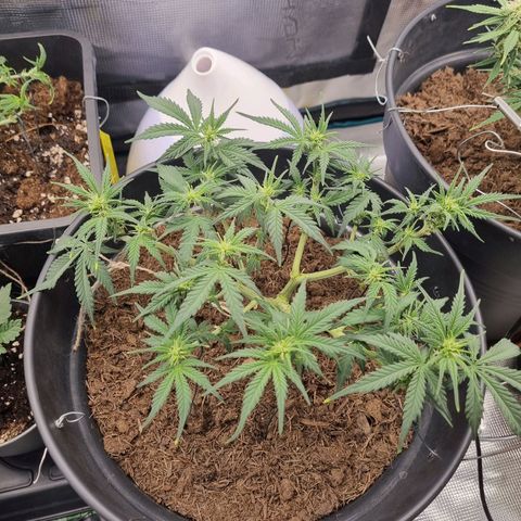 Melissa Bomb growlog timeline photo