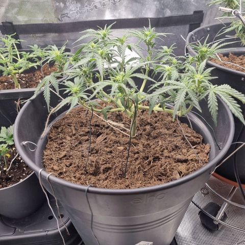 Melissa Bomb growlog timeline photo