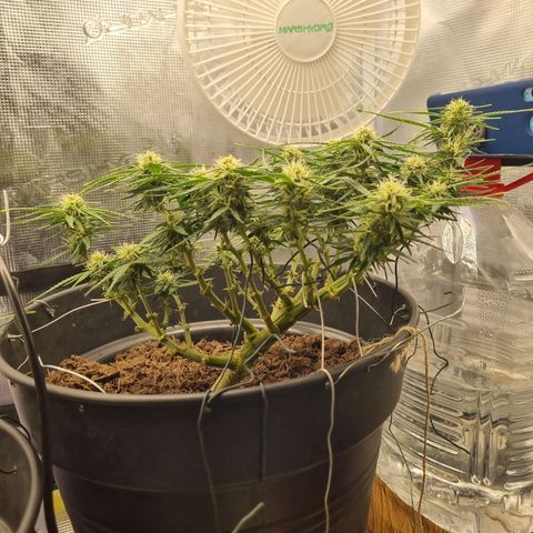 Bettii growlog photo: I count 17 bud sites that I would consider "main level" and a few lower than main. Excited to see her harvested weight 