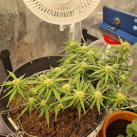 Bettii growlog photo: I count 17 bud sites that I would consider "main level" and a few lower than main. Excited to see her harvested weight 