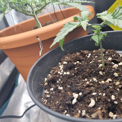 It's Brittney Biscotti Bitch growlog timeline photo