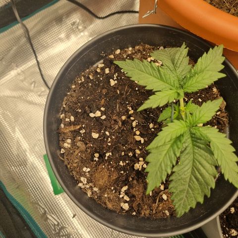 It's Brittney Biscotti Bitch growlog timeline photo