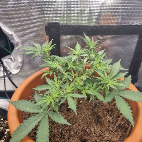 Patricia's Bitch Ass growlog timeline photo