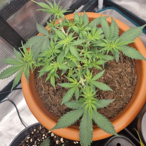 Patricia's Bitch Ass growlog timeline photo