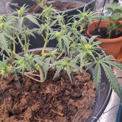 Melissa Bomb growlog timeline photo