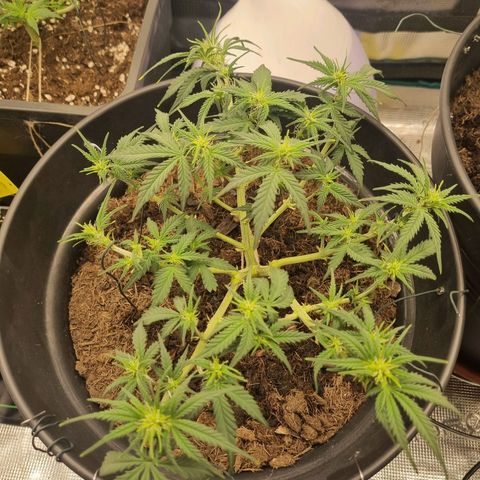 Melissa Bomb growlog timeline photo