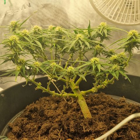 Bettii growlog timeline photo