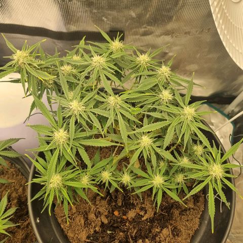 Bettii growlog timeline photo