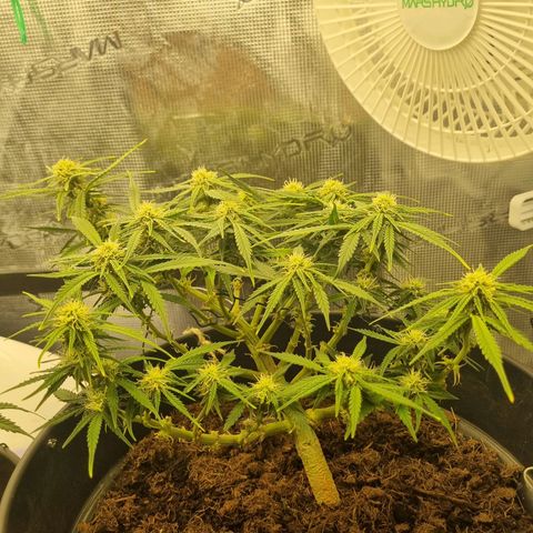 Bettii growlog timeline photo
