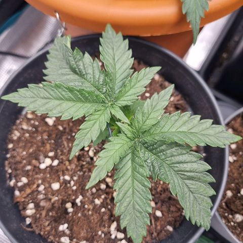 It's Brittney Biscotti Bitch growlog timeline photo