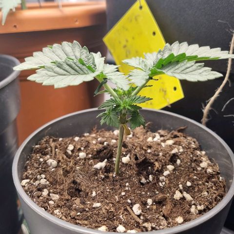 Her name's Bruciepoo growlog timeline photo