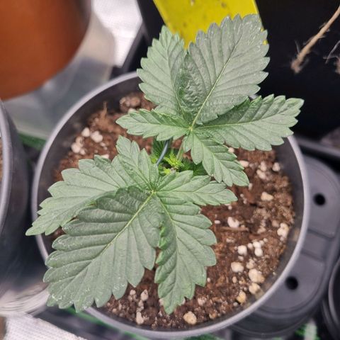 Her name's Bruciepoo growlog timeline photo