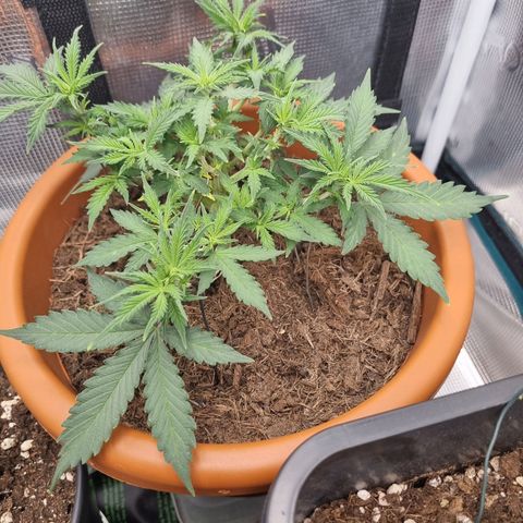 Patricia's Bitch Ass growlog timeline photo
