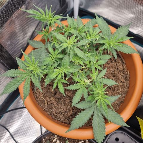Patricia's Bitch Ass growlog timeline photo