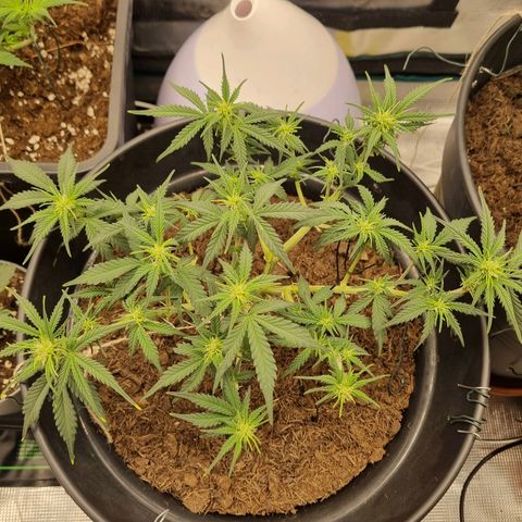 Melissa Bomb growlog timeline photo