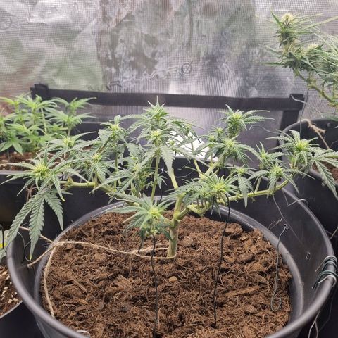 Melissa Bomb growlog timeline photo