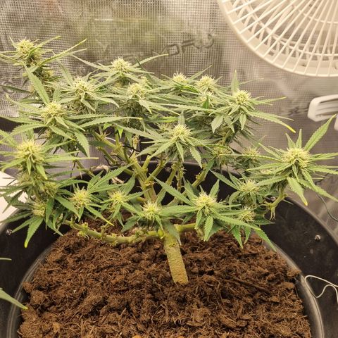 Bettii growlog timeline photo