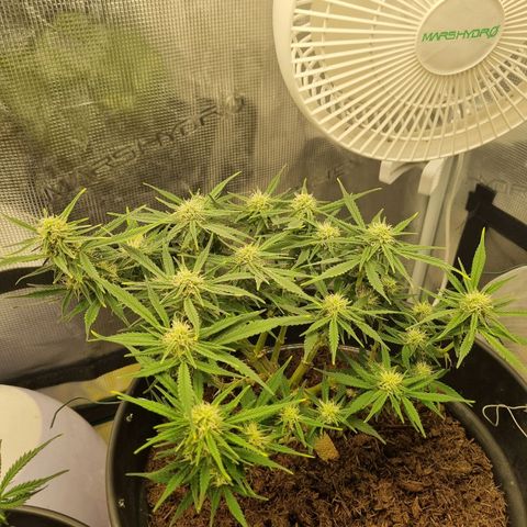 Bettii growlog timeline photo