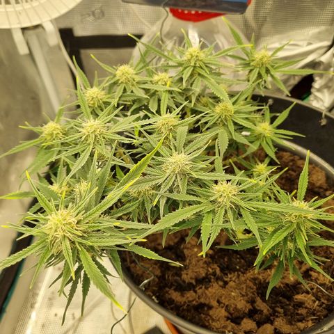 Bettii growlog timeline photo