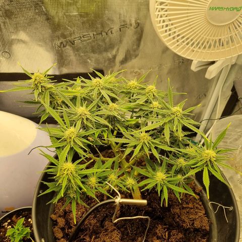 Bettii growlog timeline photo