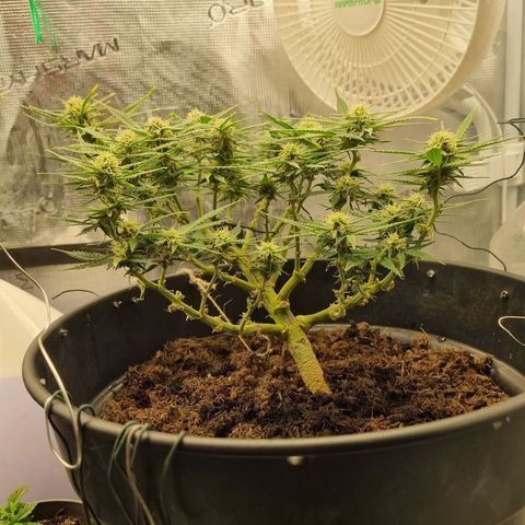 Bettii growlog timeline photo