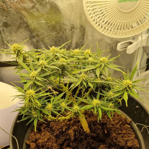 Bettii growlog timeline photo